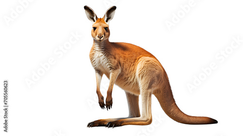 Kangaroo PNG, Marsupial, Kangaroo Image, Unique Hopper, Wildlife Photography, Conservation Icon, Australian Wildlife, Nature's Beauty