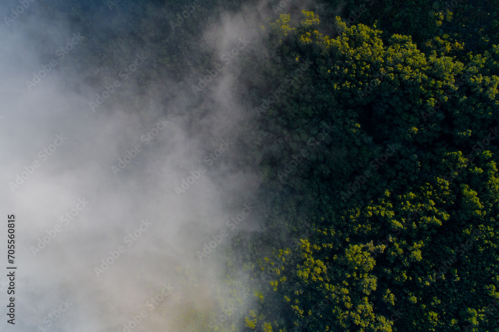 drone aerial view of a mixed deciduous forest with fog in spring
