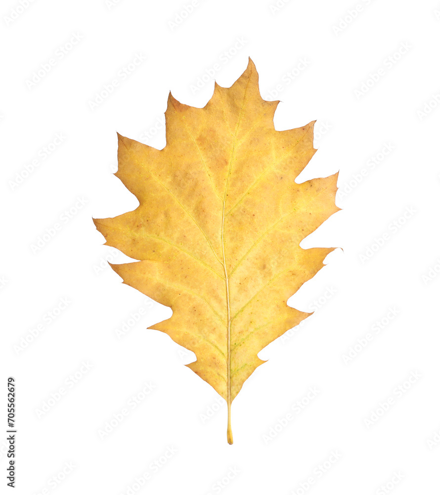 Autumn season. One yellow leaf isolated on white Autumn season. One yellow leaf isolated on white