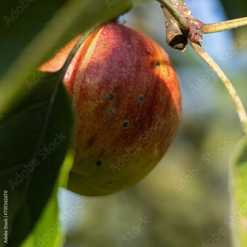Apple