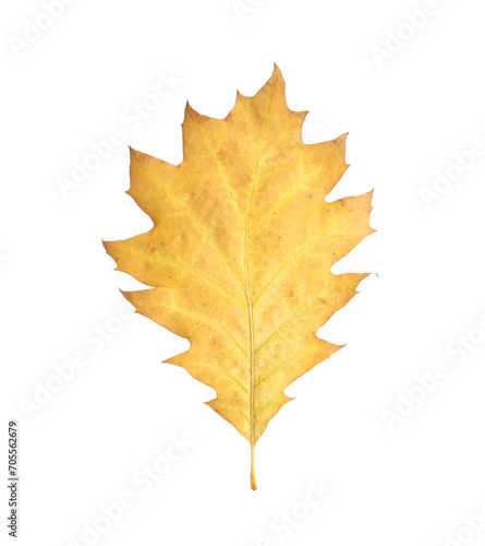 Wallpaper Mural Autumn season. One yellow leaf isolated on white Torontodigital.ca