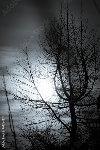 Moonlit night