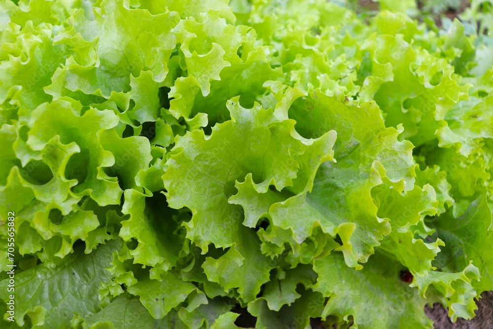 Light green lettuce leaves, top view. Raw green leaf vegetables. Bright leaves of salad for poster, calendar, post, screensaver, wallpaper, postcard, banner, cover, website. High quality photo Light green lettuce leaves, top view. Raw green leaf vegetables. Bright leaves of salad for poster, calendar, post, screensaver, wallpaper, postcard, banner, cover, website. High quality photo