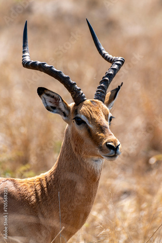 Fototapeta Naklejka Na Ścianę i Meble -  impala antelope in kruger park