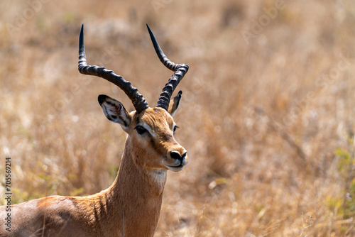 Gazelle in the grass of south africa