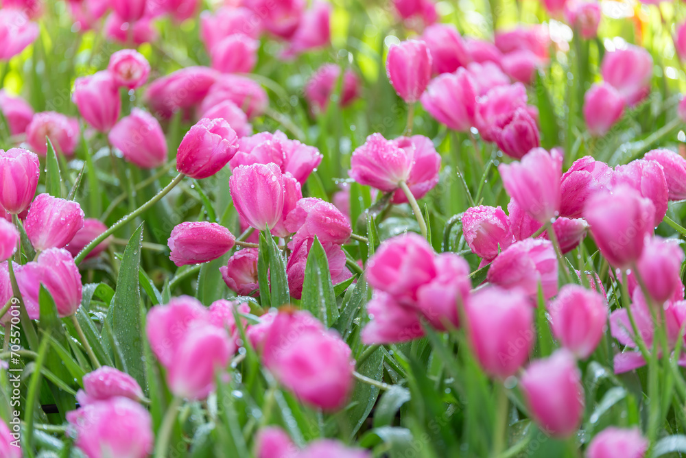 Pink tulips in sunlight, close up of tulip flowers in flower garden, tulips with water drop pastel pink flower flora wallpaper background.