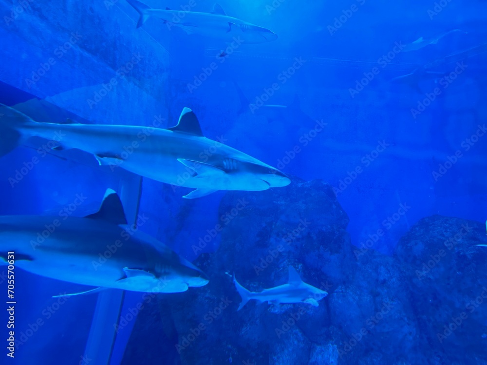 Fototapeta premium seaworld