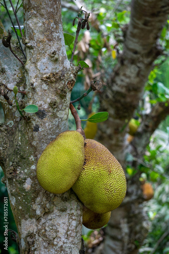 Jackfruit is the national fruit of Bangladesh. During summer  jackfruits are caught on trees. It is known as a delicious fruit in South Asia.