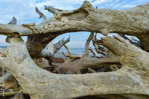 Dry trees on the sandy shore of a wide beach against the backdrop of a cloudy sky  Driftwood Beach