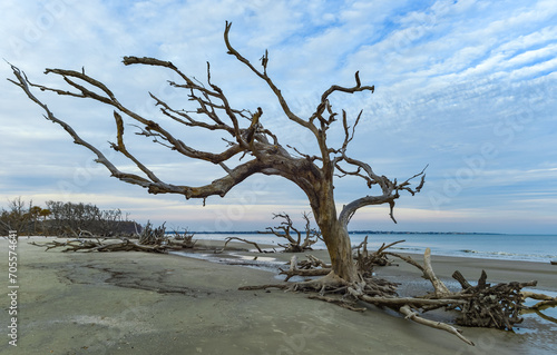 Dry trees on the sandy shore of a wide beach against the backdrop of a cloudy sky, Driftwood Beach
