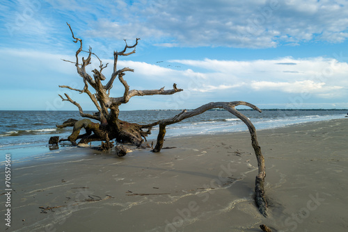 Dry trees on the sandy shore of a wide beach against the backdrop of a cloudy sky  Driftwood Beach  Georgia