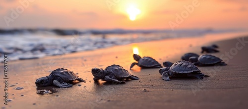Mexican baby turtles heading to sea.