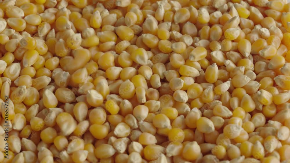 Close up of raw corn kernels falling and piling up Close up of raw corn kernels falling and piling up