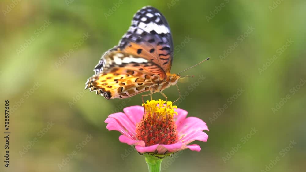 Female Indian fritillary (Argynnis hyperbius) nectaring and flying on Zinnia elegans Female Indian fritillary (Argynnis hyperbius) nectaring and flying on Zinnia elegans
