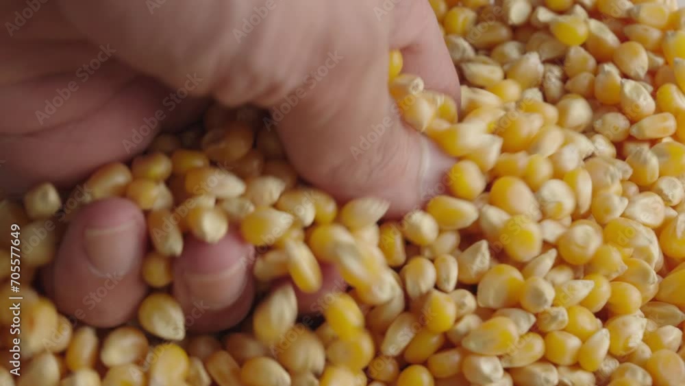 Hand inspecting dry and maize corn kernels. Close up Hand inspecting dry and maize corn kernels. Close up