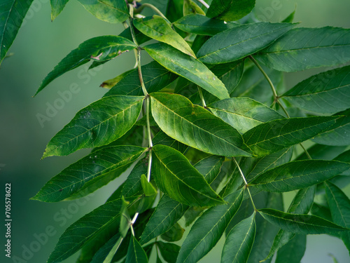 European ash leaves close up on a green background