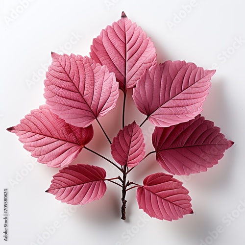 Pink maple leaf isolated on white Created with generative Ai 