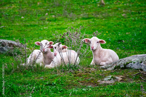 Three little lambs lying on a green meadow.