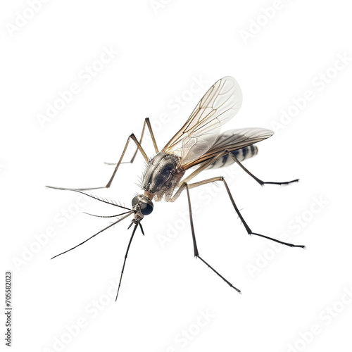 Aedes mosquitoes are vectors of malaria on PNG transparent background © shamim