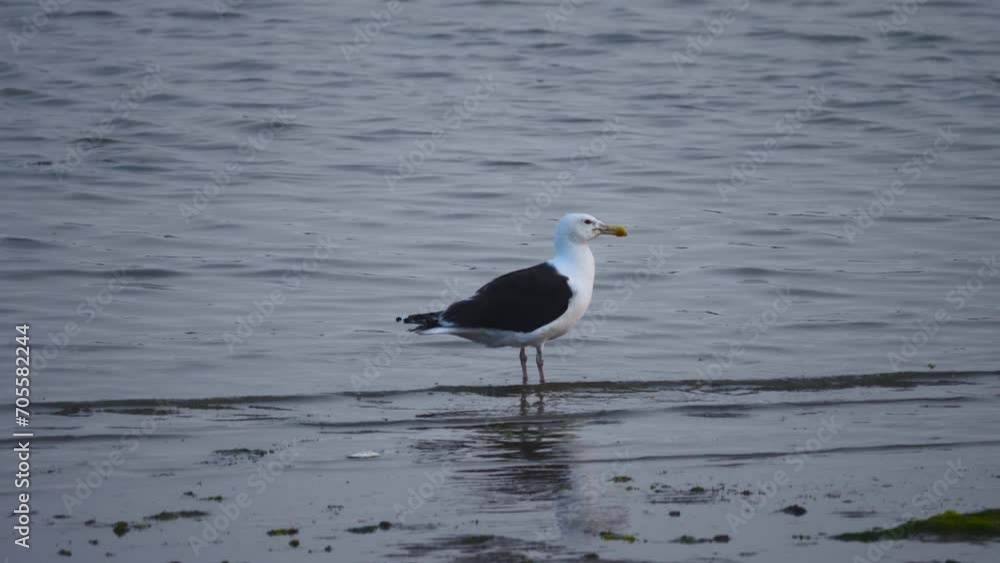 seagull on water, walking in a sand beach seagull on water, walking in a sand beach