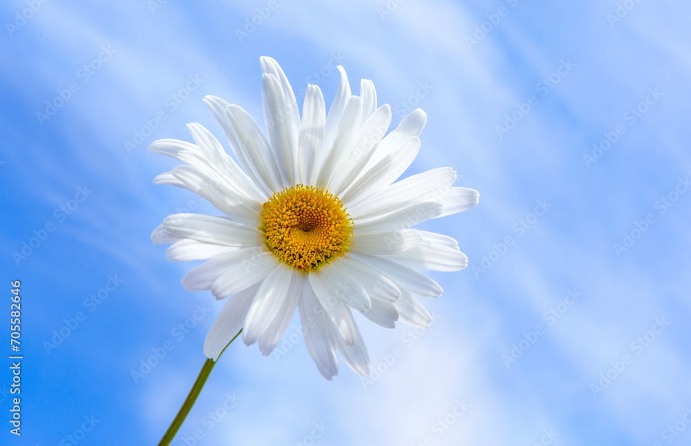White camomile in blue sky close-up White camomile in blue sky close-up