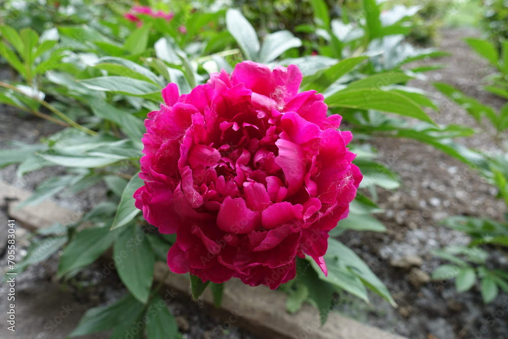 Obraz premium Large magenta colored flower of common peony in May