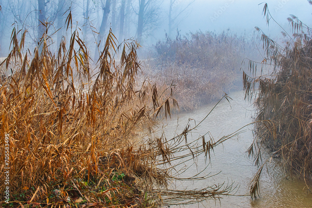 Stream with reeds on the bank on a foggy day.