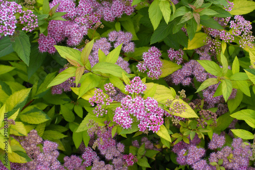 Plenitude of pink flowers of Spiraea japonica in mid June photo