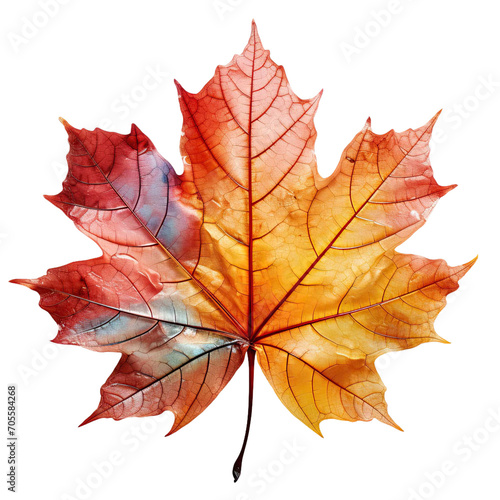 Red autumn leaf isolated on transparent background
