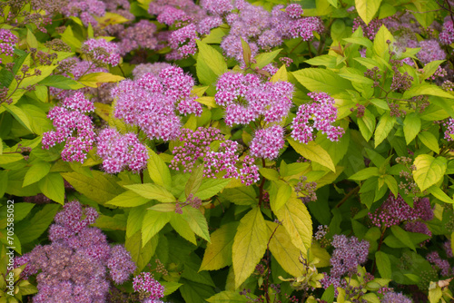 Yellow leaves and pink flowers of Spiraea japonica in mid June photo