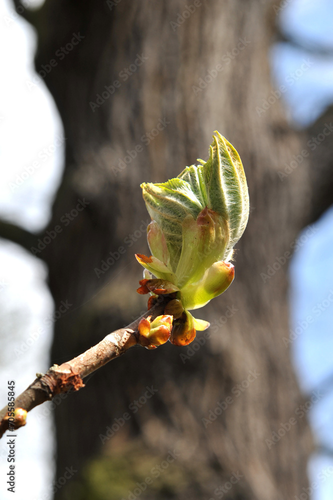 A bud of a horse chestnut (Aesculus) in the spring on the background of a tree trunk. A bud of a horse chestnut (Aesculus) in the spring on the background of a tree trunk.