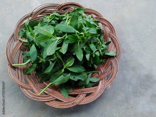 fresh herbs in a basket. kerma leaves on wooden plate on gray background. Kerma leaves or alternanthera Sessilis is a weed vegetable that increases stamina. herbaceous vegetables photo