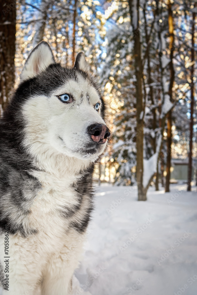 Siberian Husky dog in winer sunny forest, close-up portrait. Siberian Husky dog in winer sunny forest, close-up portrait.
