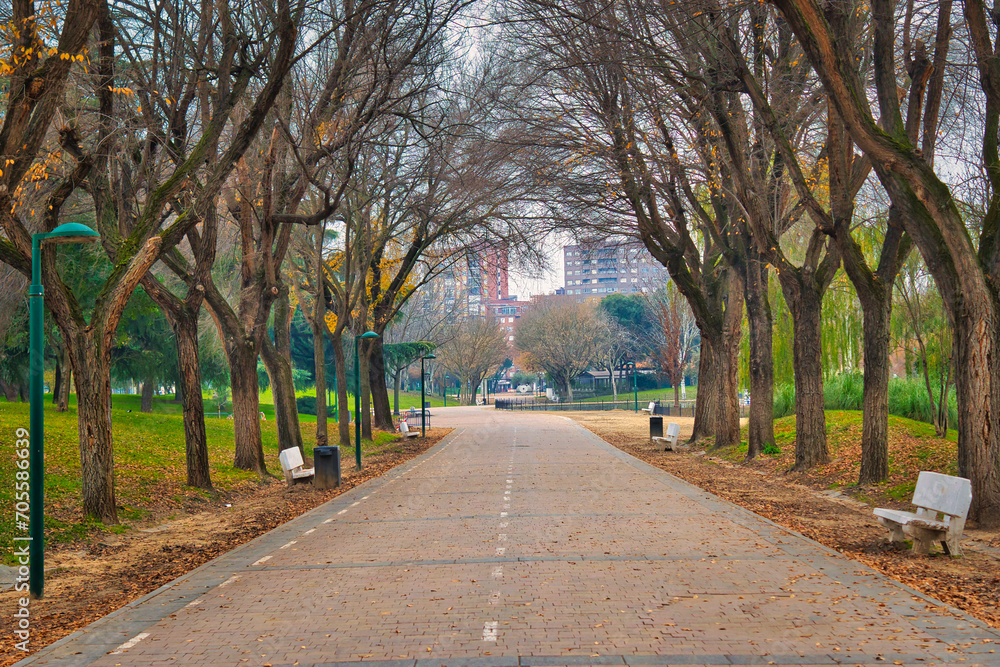 Avenue between trees in La Alameda park, in Talavera de la Reina (Spain).