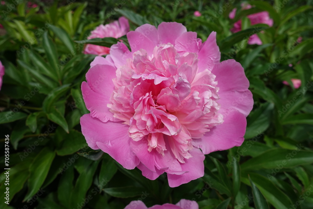 Flower of one pastel pink common peony in mid May