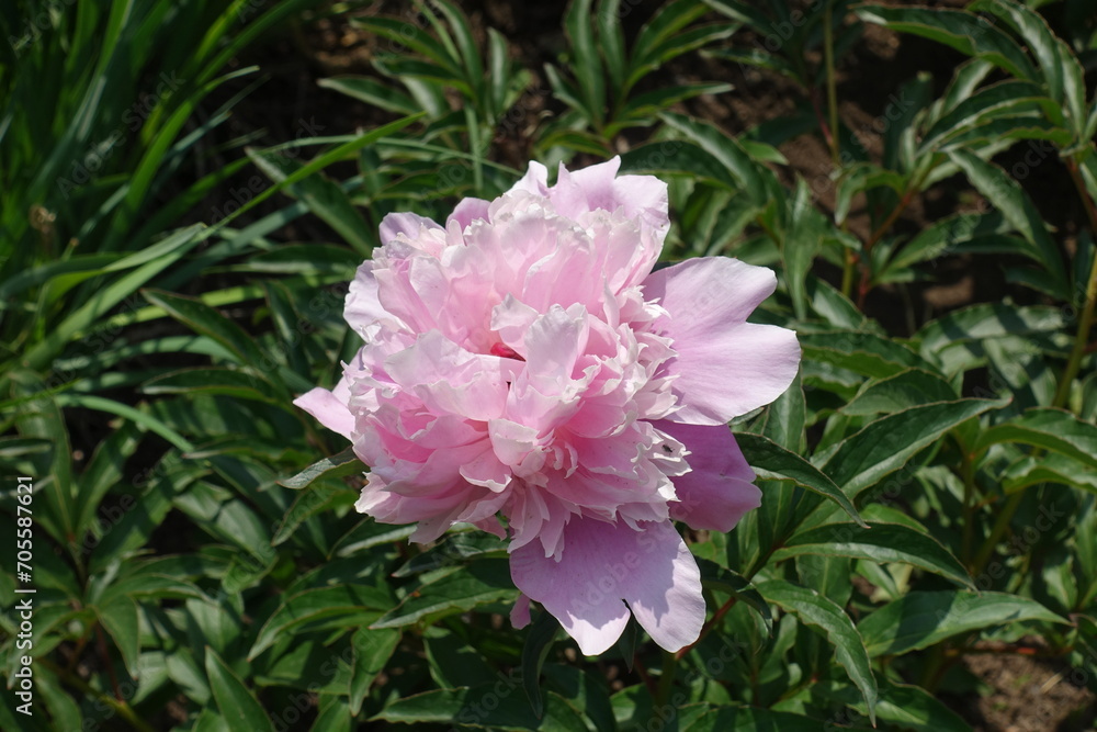 Fluffy light pink flower of common peony in June Fluffy light pink flower of common peony in June