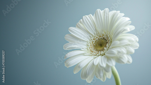 daisy flower on a green background © kitidach