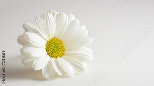 isolated,white daisy on a yellow background