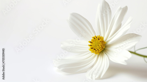 daisy flower isolated on white,isolated
