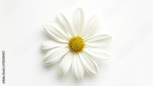 white daisy flower,isolated