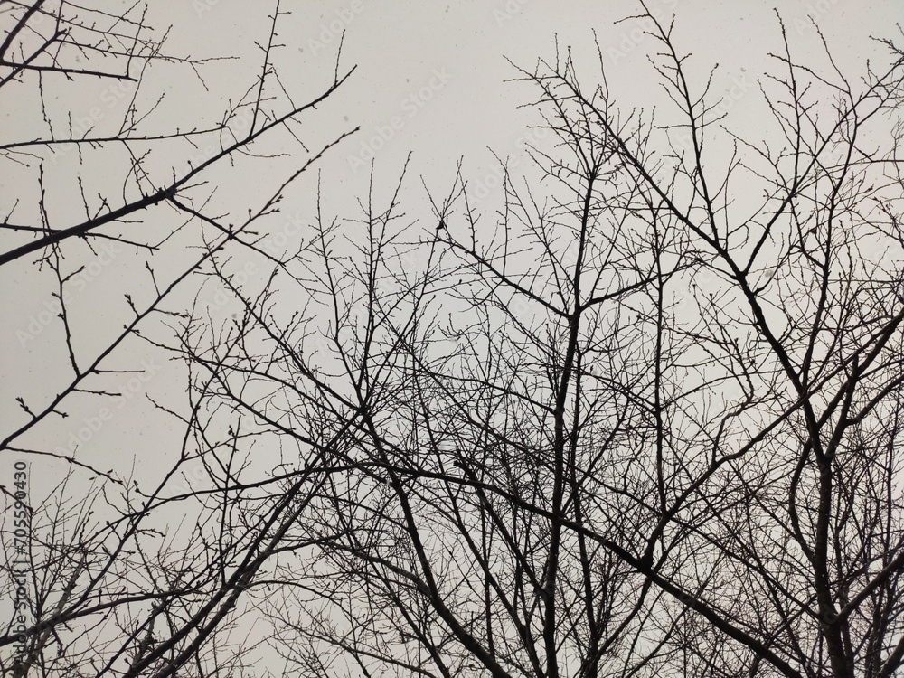 I saw the sky while taking a walk. It's snowing. I saw the sky while taking a walk. It's snowing.