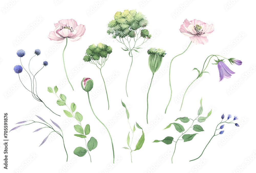 Floral delicate spring set with wild flowers, buds and green plants, watercolor isolated design elements, floral collection for invitation or greeting cards, wallpapers or nature illustration.