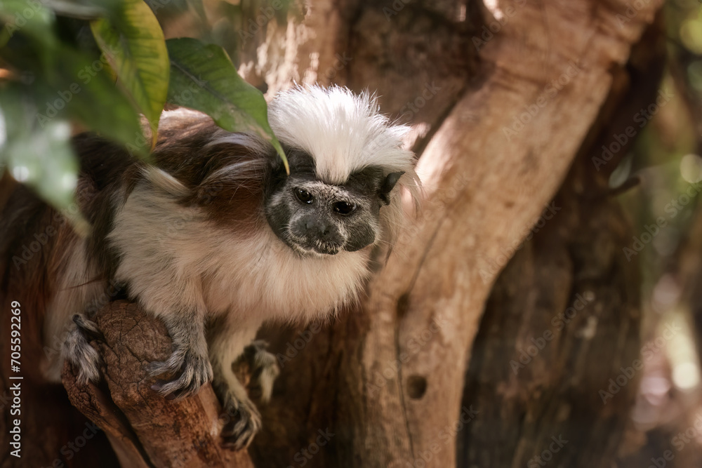 Obraz premium Cotton-top tamarin, Saguinus oedipus, Critically Endangered new world monkey with white hair on the back of the head in its natural humid tropical forest environment in northwest Colombia.
