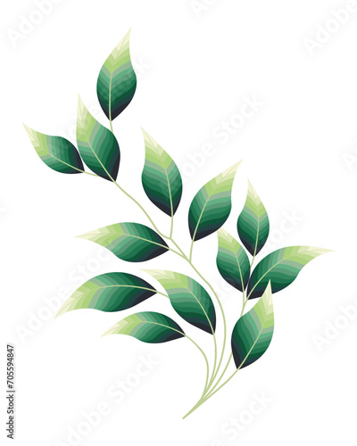 Branch with tender blurred leaves of eucalyptus. Postcard, print, vector