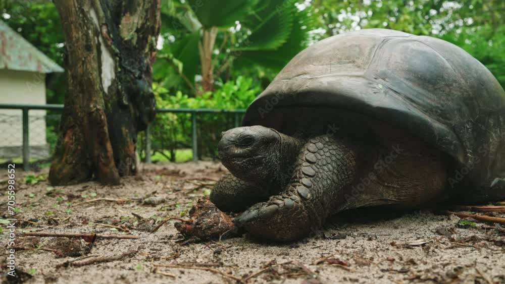 Static shot old Centenarian tropical turtle resting. Closeup on ancient protected exotic tortoise. Static shot old Centenarian tropical turtle resting. Closeup on ancient protected exotic tortoise.