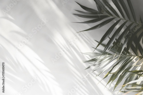 Grey shadow of natural palm leaf abstract background falling on white wall texture for background and wallpaper. Tropical palm leaves foliage shadow overlay effect  foliage mockup and design