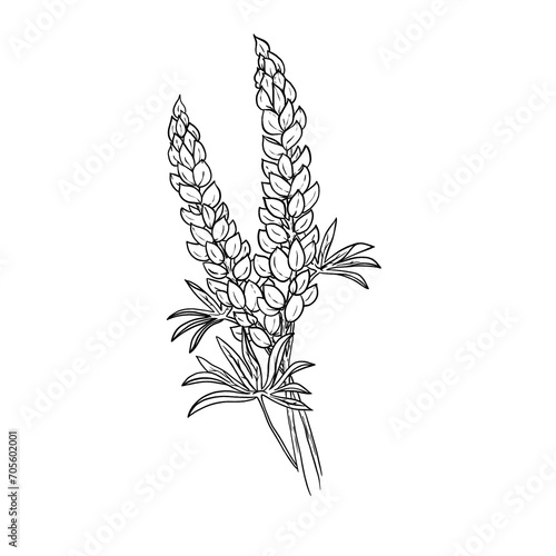 Line art Folwer Freehand 