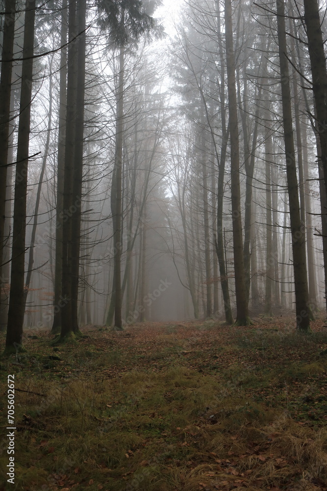 Obraz premium Nebeliger Wald