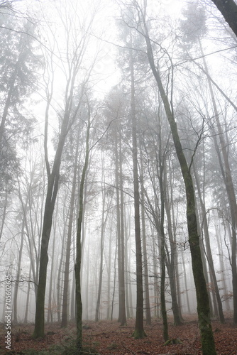 Nebeliger Wald