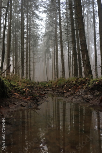 Fototapeta Naklejka Na Ścianę i Meble -  Pfütze im nebeligen Wald